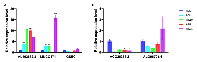 Validation of lncRNAs expression in vitro cell experiments