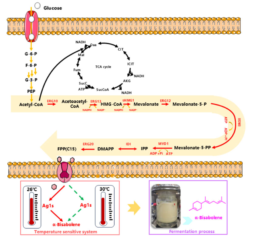 FIG. | production process of alpha-red myrrh from yeast saccharomyces cerevisiae modified by metabolic engineering