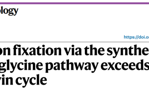 One-carbon fixation via the synthetic reductive glycine pathway exceeds yield of the Calvin cycle