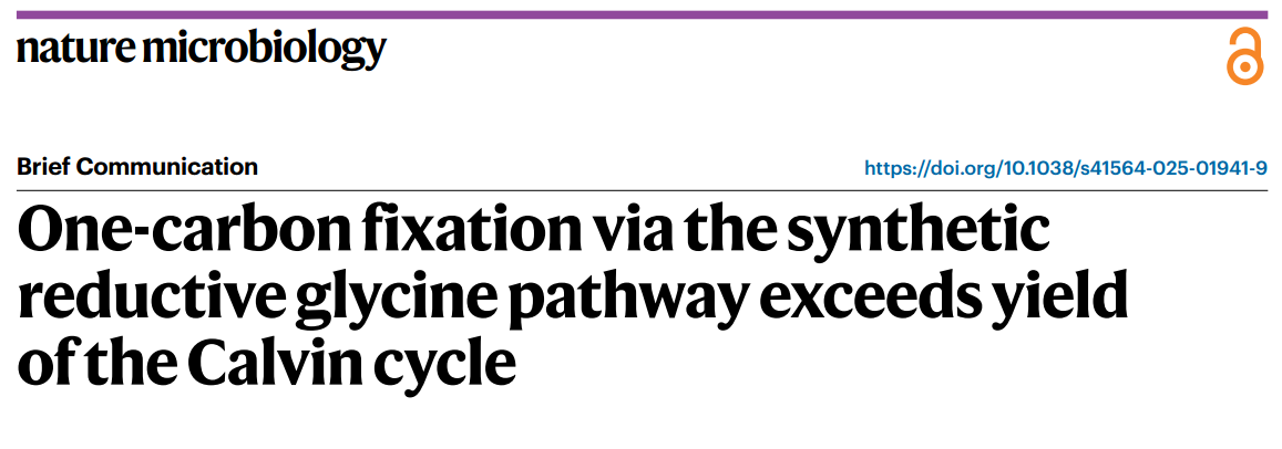 One-carbon fixation via the synthetic reductive glycine pathway exceeds yield of the Calvin cycle