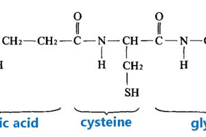 Glutamic acid、cysteine、glycine